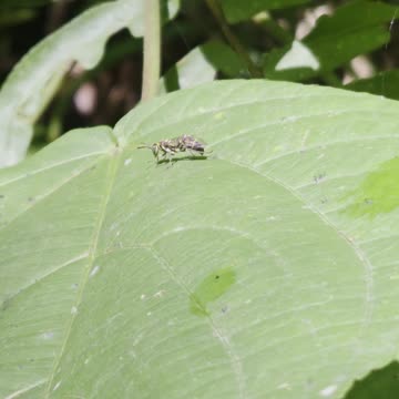 Expat Farm Life Philippines | Wasp on the Farm 🌿🐝