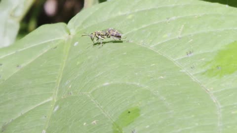 Expat Farm Life Philippines | Wasp on the Farm 🌿🐝