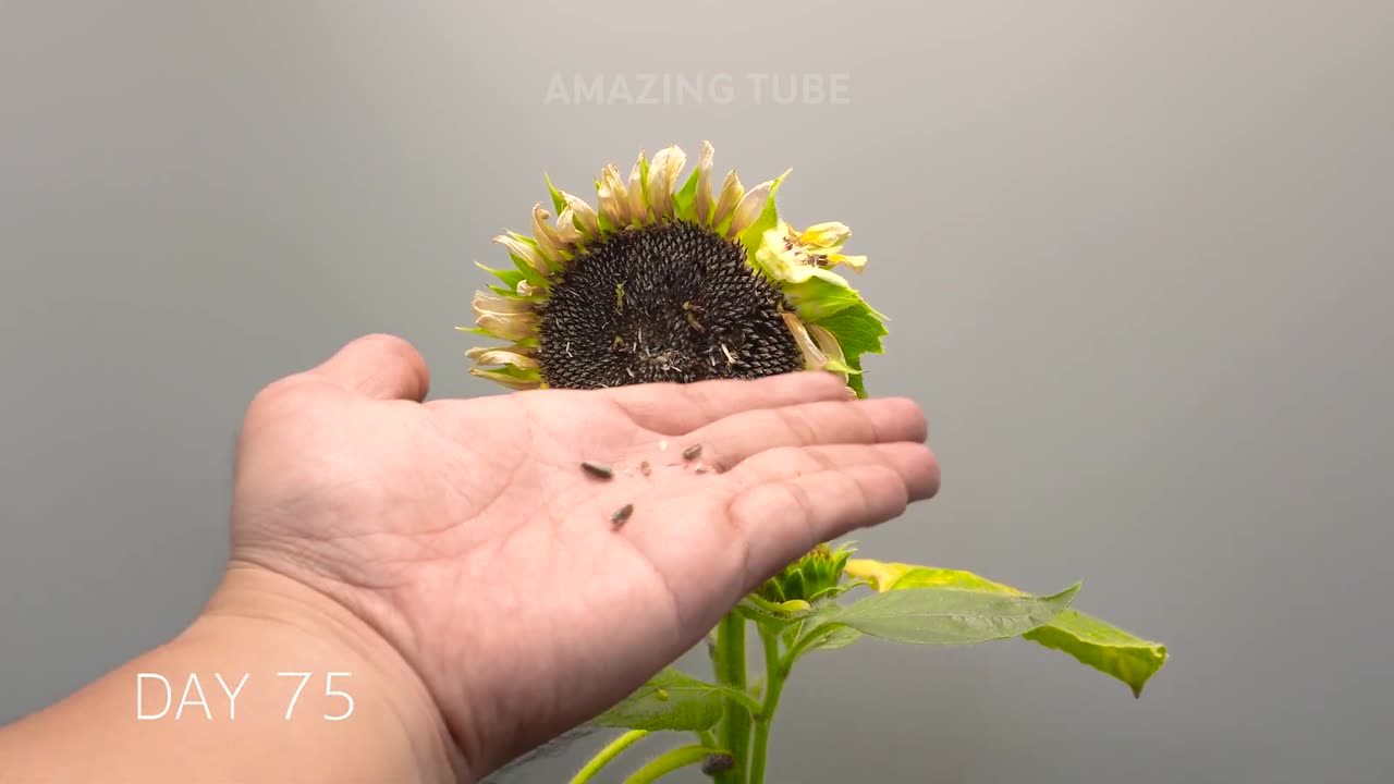 Life Cycle Of Sunflower Time Lapse 75 Days - Seed to Seeds