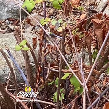 PROTECTED BY A DRAGONFLY