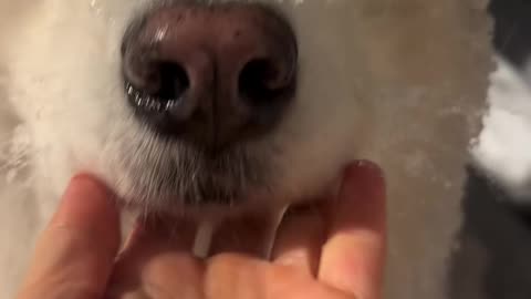 Summer dog