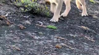 puma
