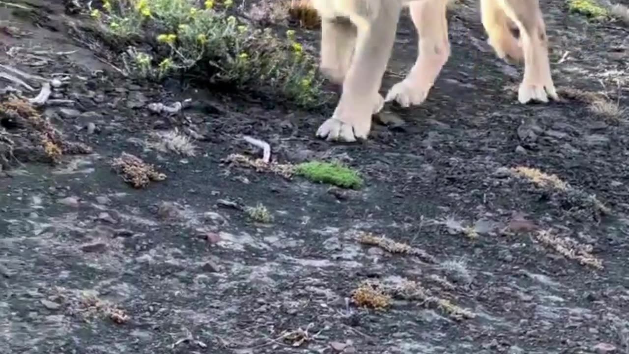 puma