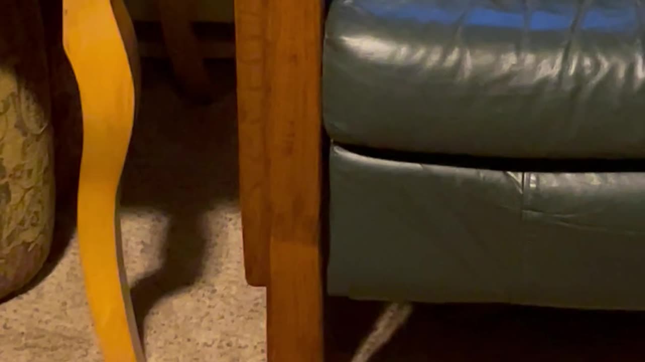 Raccoons Sitting on the Windowsill Waiting for Mom