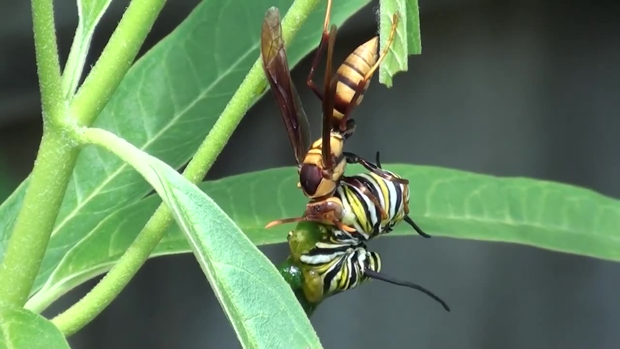 The Predator’s Precision: Paper Wasp vs. Monarch Caterpillar🐝🐛✨