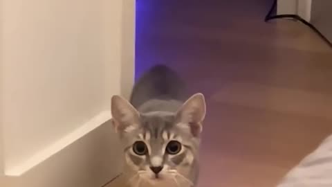Cat walk. A super model Cat 🤣 #funny #cat