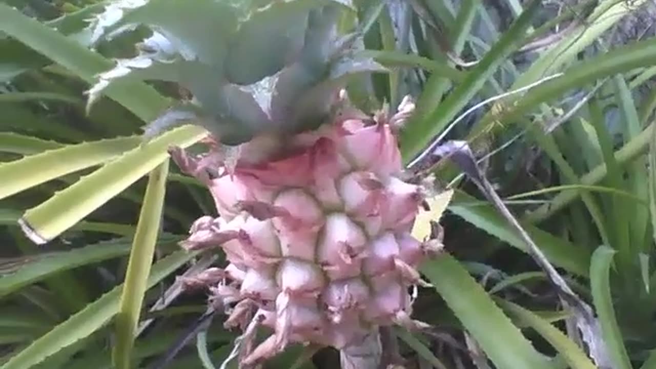An ornamental pineapple tree is filmed in a small garden, wonderful! [Nature & Animals]