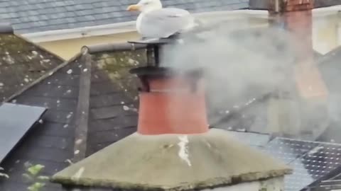Cornish Smoked Seagull