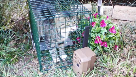 Cat Trap