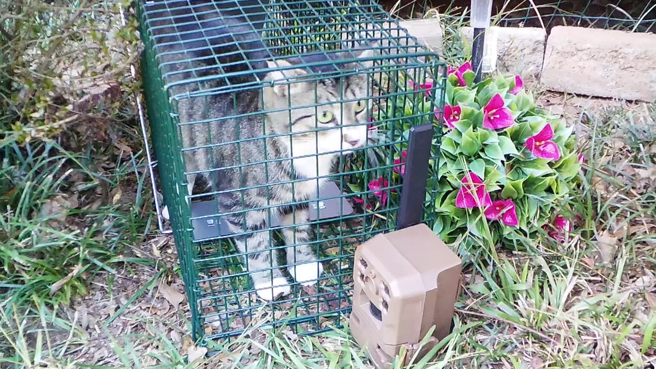 Cat Trap