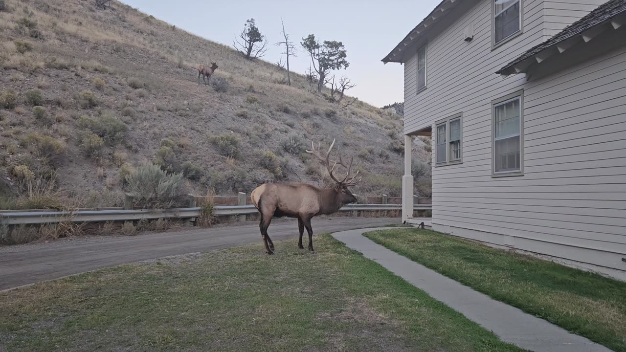 Big Bull Elk Chases Off Another Elk