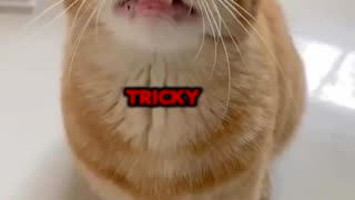 The Tricky Cat Rap!