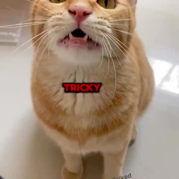 The Tricky Cat Rap!