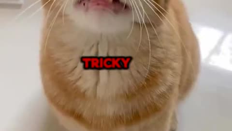 The Tricky Cat Rap!