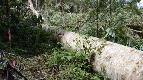 Deaths Of Albesia Trees VIII