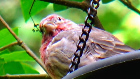 Purple Finch