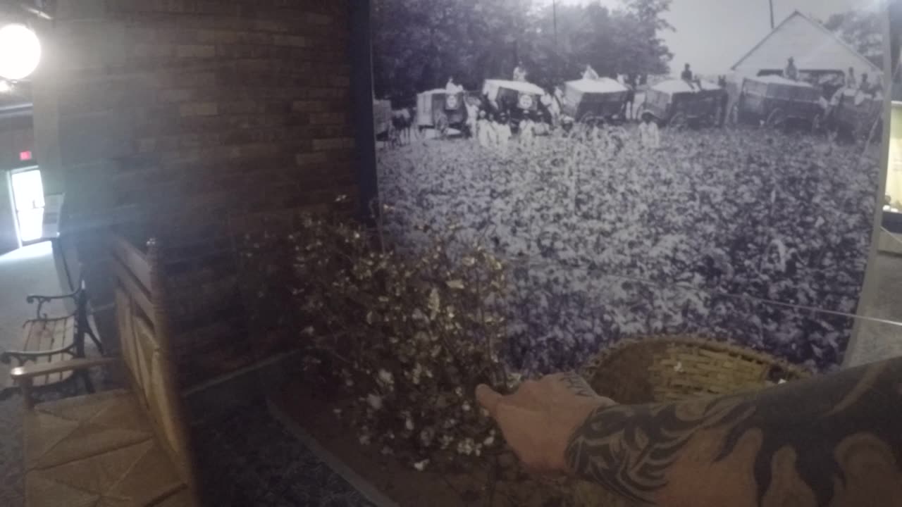 Whole basket of Cotton 😲