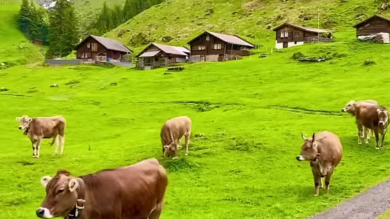 natural scenes
