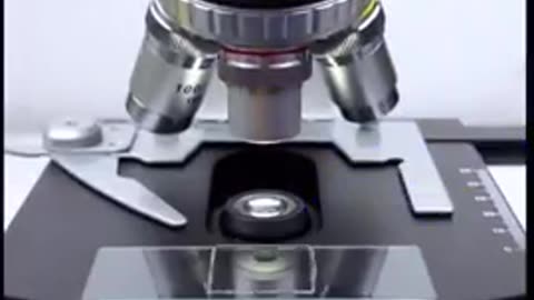 Rainwater under the microscope, germs, micro organisms, cancer cells, parasites