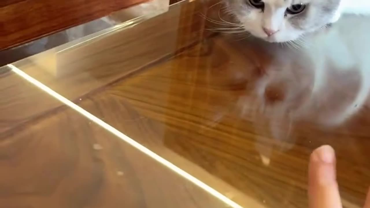 Cat reaction time is amazing