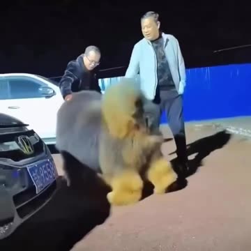 Tibetan Mastiff the million dollar dog