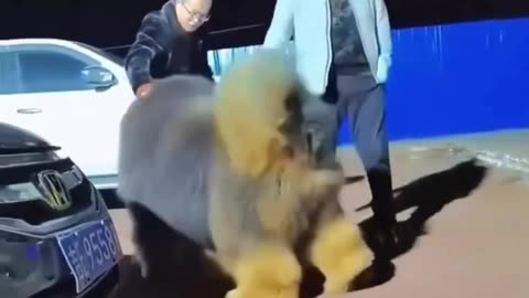 Tibetan Mastiff the million dollar dog