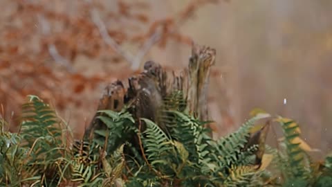 Nature s precision diver 💙 #Shorts #Animals #Wildlife