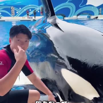 Pet shark Playing with man ZoZo9 | Watch by @rumble Shorts