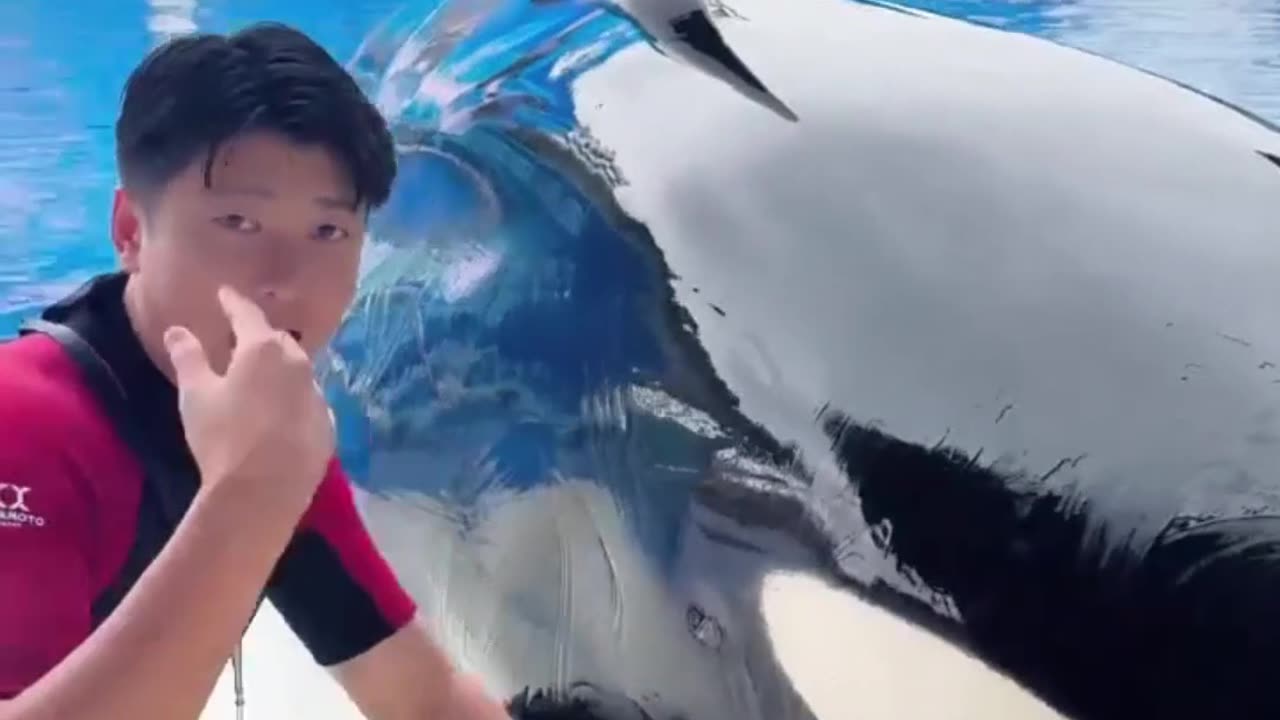 Pet shark Playing with man ZoZo9 | Watch by @rumble Shorts
