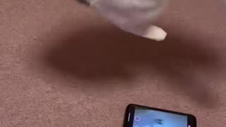 😂🐈 Cat Business is Crazy! | FunFM