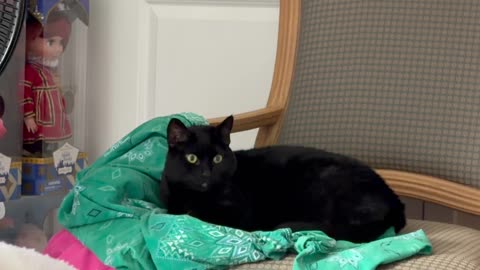 Cute Precious Piper is a Majestic Gracious Queen -My Adopted Shelter Cat Vlog