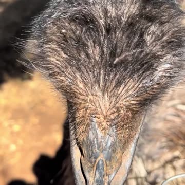 Australian emu