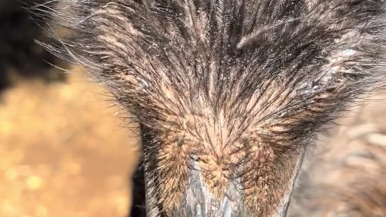 Australian emu