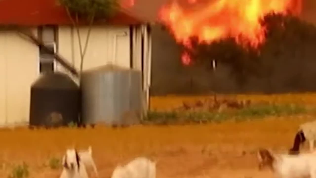 whild fire 🥹🥹🥹🥹