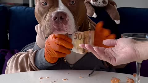 Shrimp Eating Dog