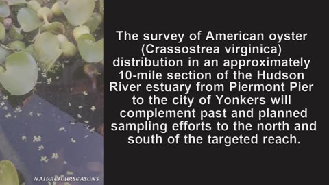 New York State Continues Efforts to Protect Hudson River Oysters.