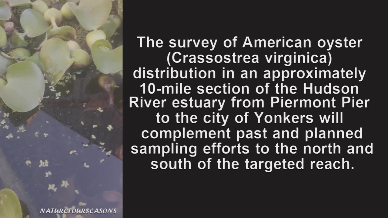 New York State Continues Efforts to Protect Hudson River Oysters.