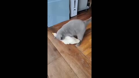 Epic Animal Fails & Funny Moments – Cats & Dogs Edition