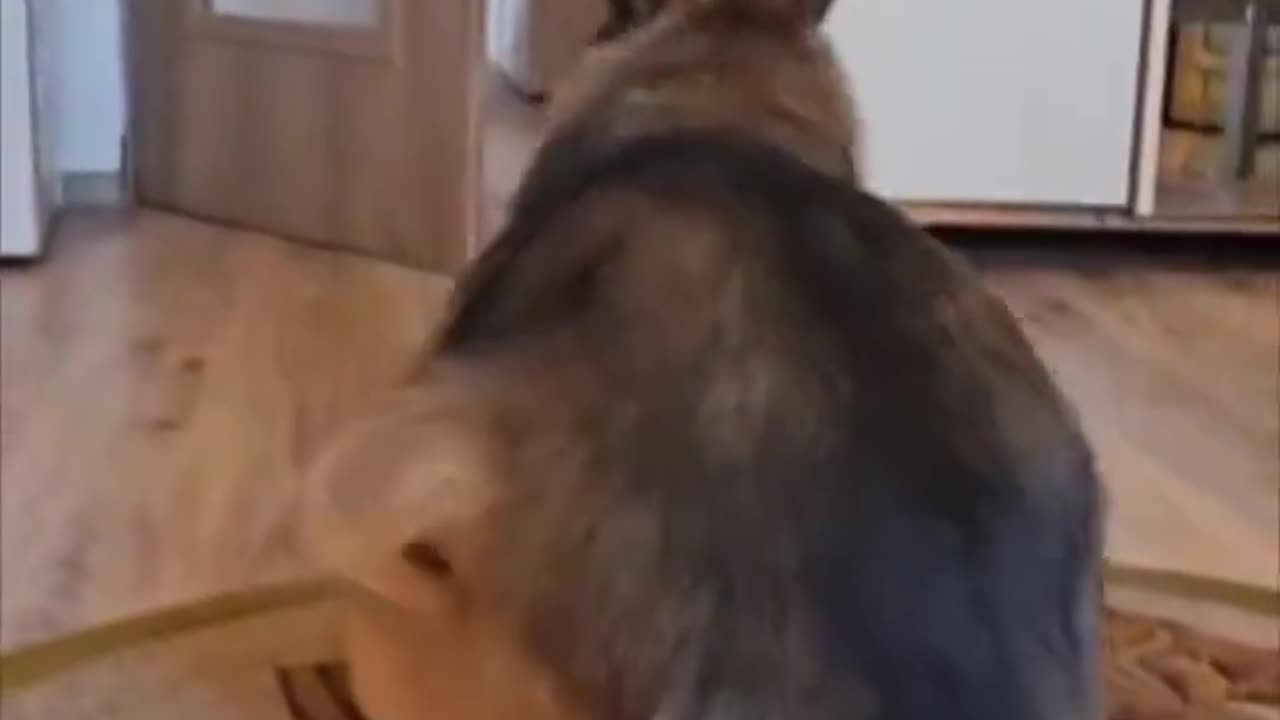Poor dog.. 😅