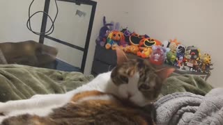 😂💀 Cat Died Inside After Mom Interrupted Her Grooming Routine! | FunFM