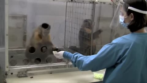 🤯✨ You Won't Believe How Monkeys React to Unfair Rewards! | FeedMyCuriosity