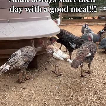 Allan always start their day with a good meal!!!!