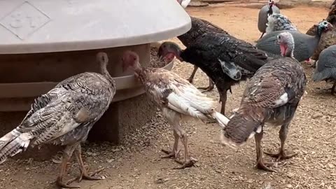 Allan always start their day with a good meal!!!!