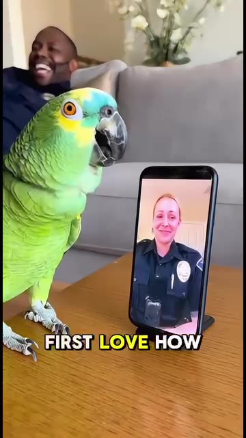 Parrot 🦜 funny talk