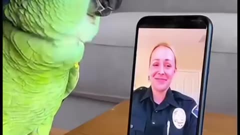 Parrot 🦜 funny talk