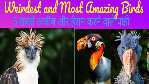 "Most Unique and Mysterious Birds in the World"