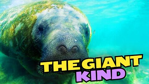 The Gentle Giant of the Waters: Curiosities and the Importance of the Manatee