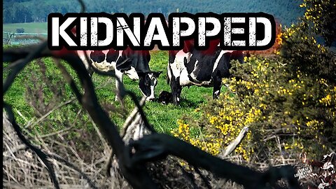 Kidnapping a mothers baby is the worst thing you can do - Dairy Industry Fundamentals