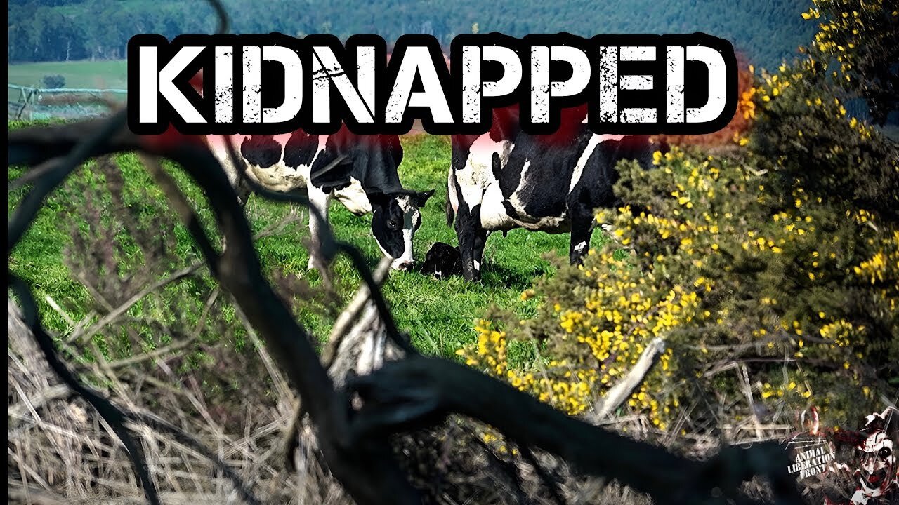 Kidnapping a mothers baby is the worst thing you can do - Dairy Industry Fundamentals