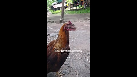 "A Rooster with a Dinosaur’s Mouth! 🐓🦖 When Evolution Takes a Wild Turn"